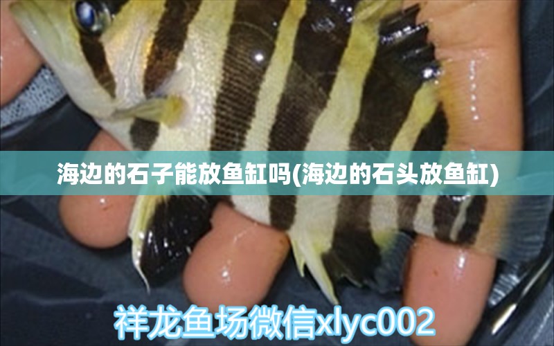 海边的石子能放鱼缸吗(海边的石头放鱼缸)