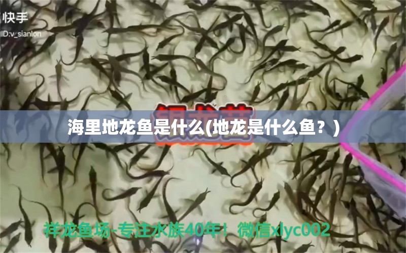 海里地龙鱼是什么(地龙是什么鱼？) 鱼缸等水族设备