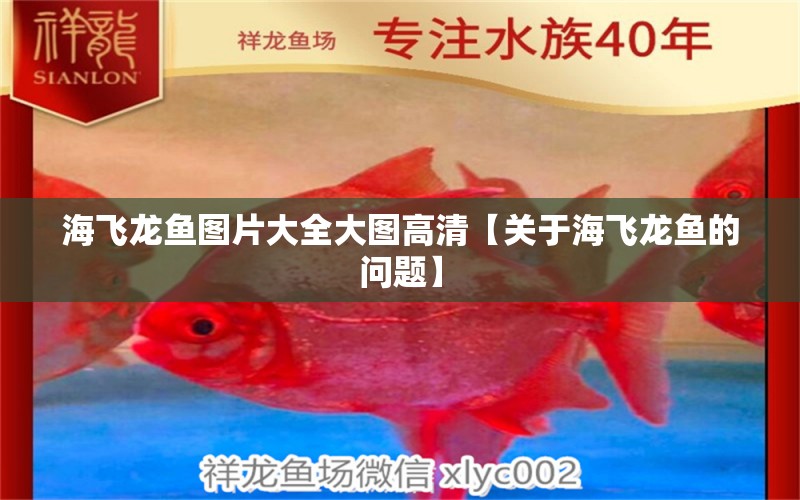 海飞龙鱼图片大全大图高清【关于海飞龙鱼的问题】 水族问答 第1张