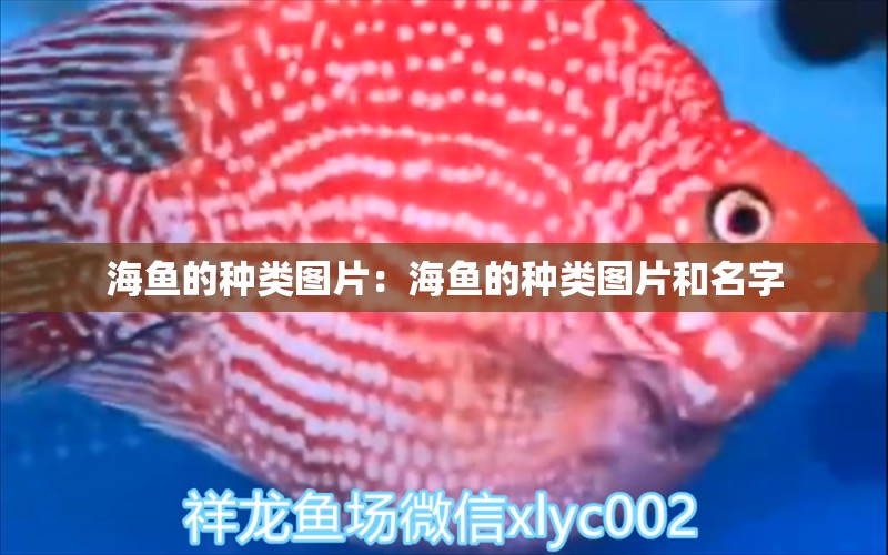 海鱼的种类图片：海鱼的种类图片和名字 祥禾Super Red红龙鱼