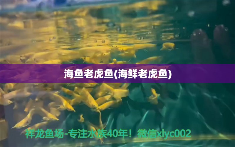 海鱼老虎鱼(海鲜老虎鱼)