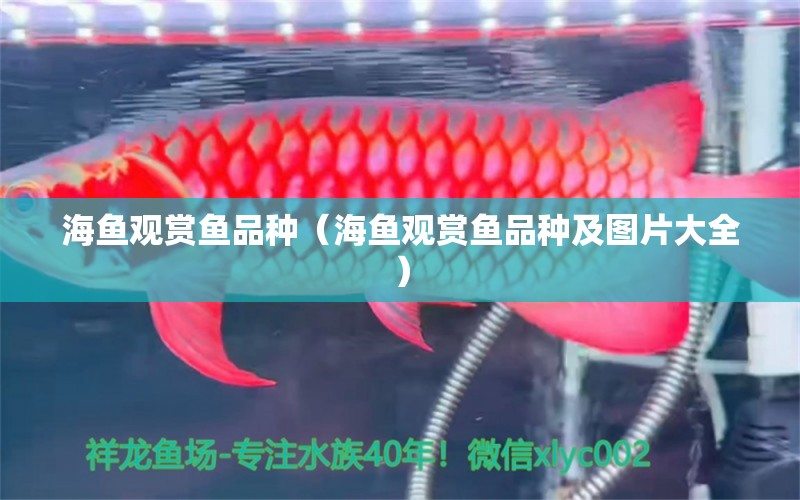 海鱼观赏鱼品种（海鱼观赏鱼品种及图片大全） 祥龙水族医院