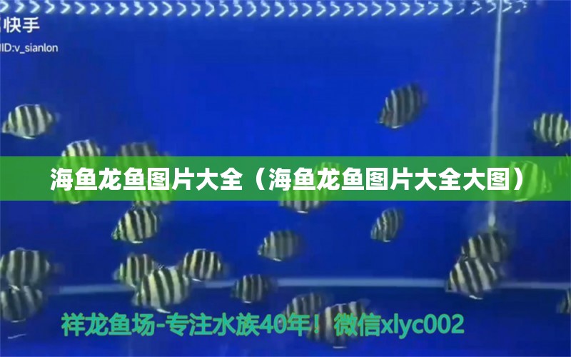 海鱼龙鱼图片大全（海鱼龙鱼图片大全大图） 观赏鱼市场（混养鱼）