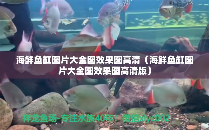 海鲜鱼缸图片大全图效果图高清（海鲜鱼缸图片大全图效果图高清版）