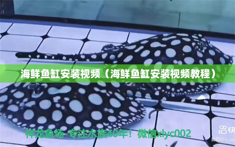 海鲜鱼缸安装视频（海鲜鱼缸安装视频教程） 观赏鱼 第1张