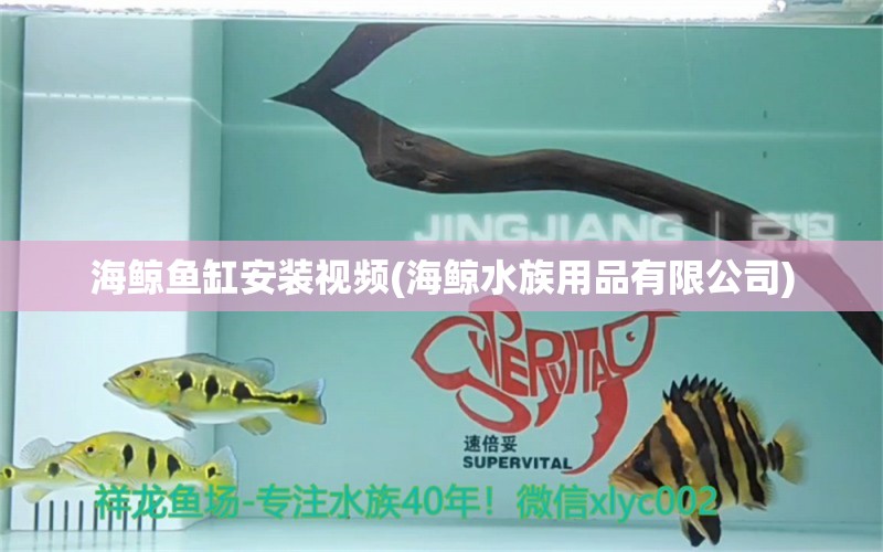 海鲸鱼缸安装视频(海鲸水族用品有限公司) 水族用品