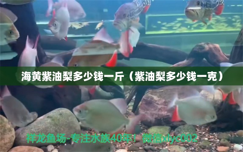 海黄紫油梨多少钱一斤（紫油梨多少钱一克）