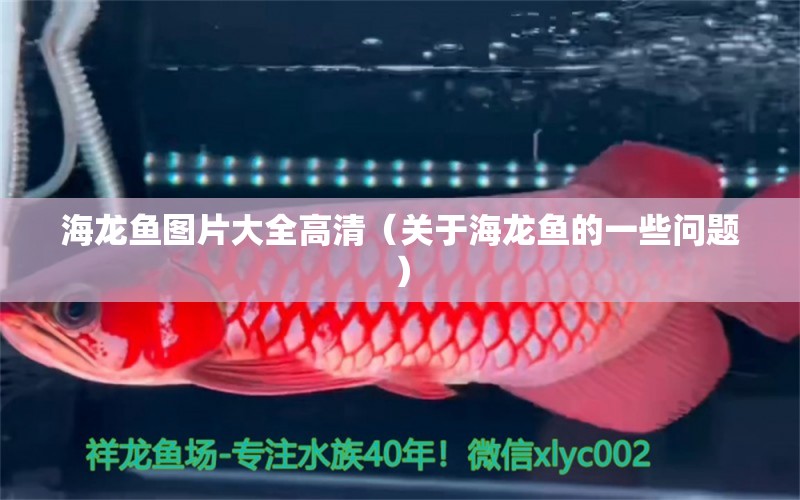 海龙鱼图片大全高清（关于海龙鱼的一些问题） 水族问答 第1张