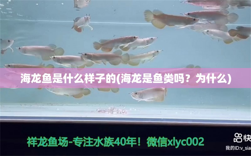 海龙鱼是什么样子的(海龙是鱼类吗？为什么) 水族灯（鱼缸灯）