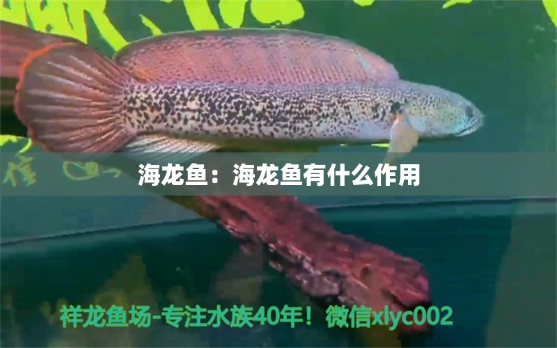 海龙鱼：海龙鱼有什么作用