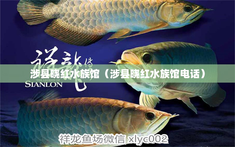 涉县晓红水族馆（涉县晓红水族馆电话）