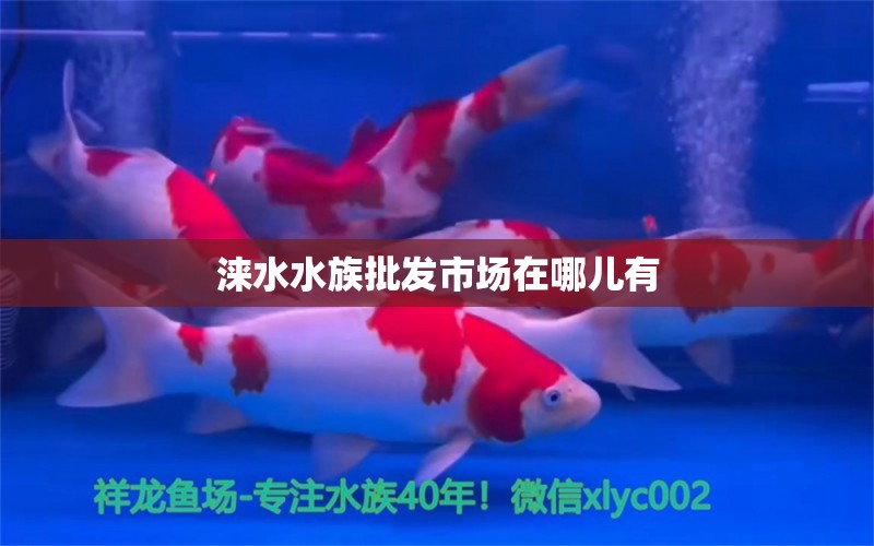 涞水水族批发市场在哪儿有