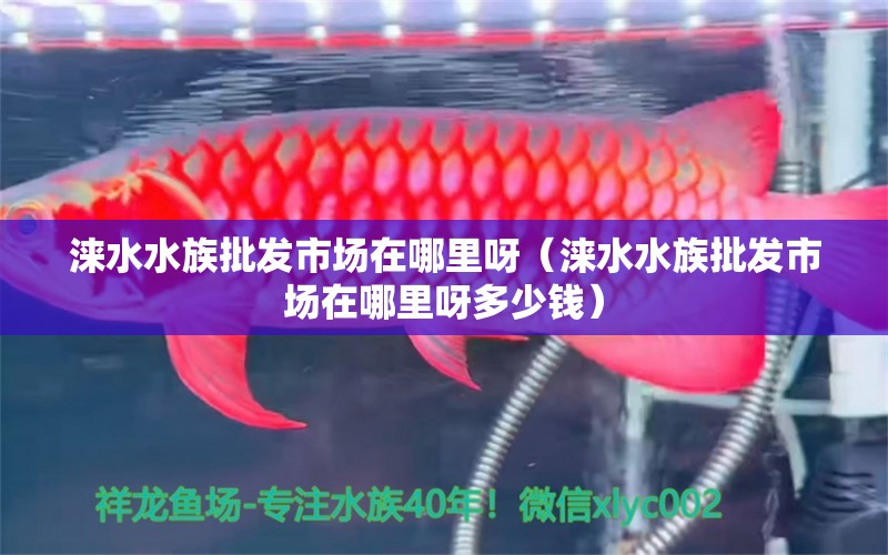 涞水水族批发市场在哪里呀（涞水水族批发市场在哪里呀多少钱）