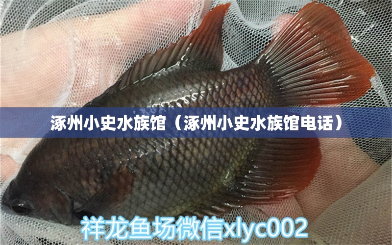 涿州小史水族馆（涿州小史水族馆电话）