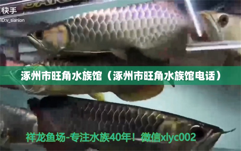 涿州市旺角水族馆（涿州市旺角水族馆电话） 全国水族馆企业名录