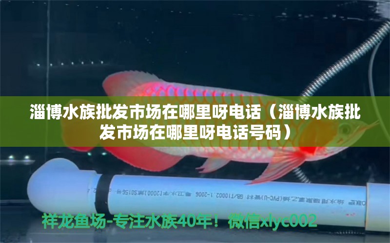 淄博水族批发市场在哪里呀电话（淄博水族批发市场在哪里呀电话号码）