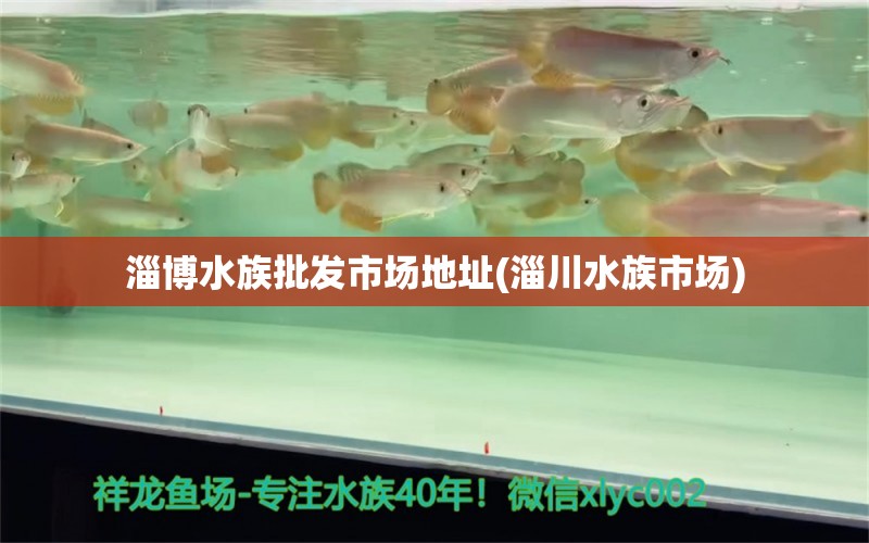 淄博水族批发市场地址(淄川水族市场)