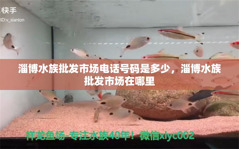 淄博水族批发市场电话号码是多少，淄博水族批发市场在哪里 观赏鱼水族批发市场