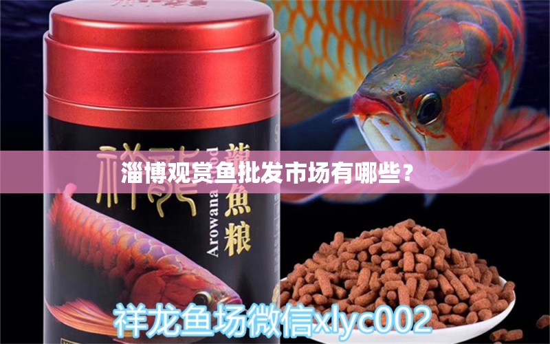 淄博观赏鱼批发市场有哪些？  观赏鱼批发 第1张