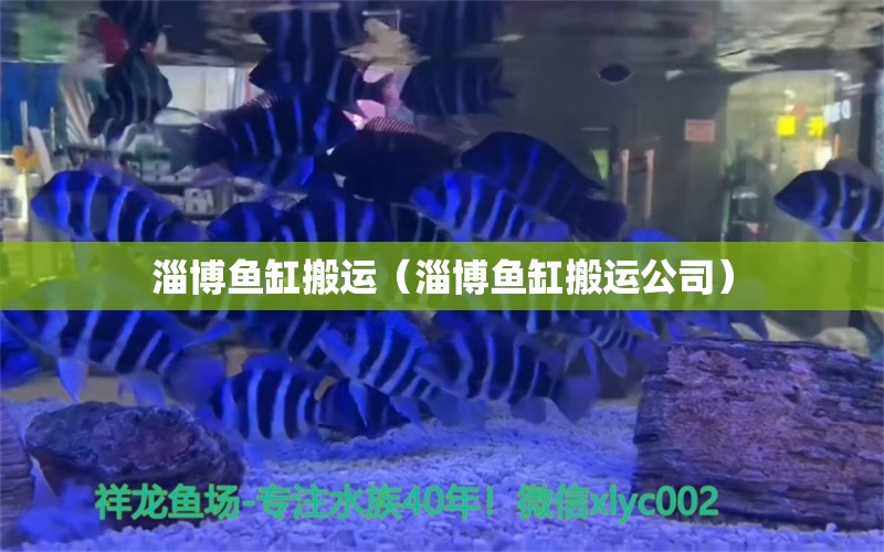 淄博鱼缸搬运（淄博鱼缸搬运公司）