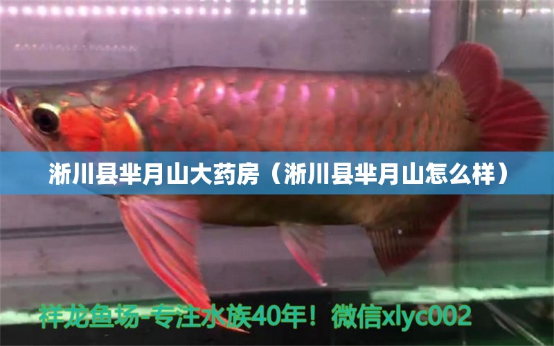 淅川县芈月山大药房（淅川县芈月山怎么样） 全国水族馆企业名录