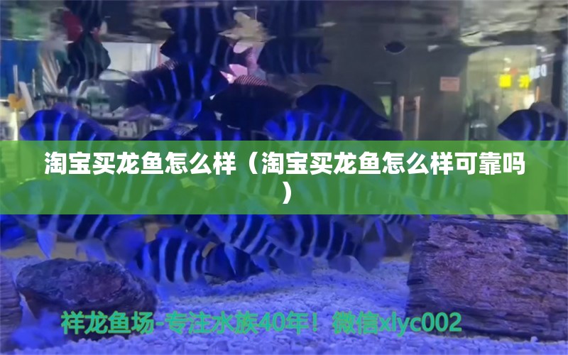 淘宝买龙鱼怎么样（淘宝买龙鱼怎么样可靠吗）