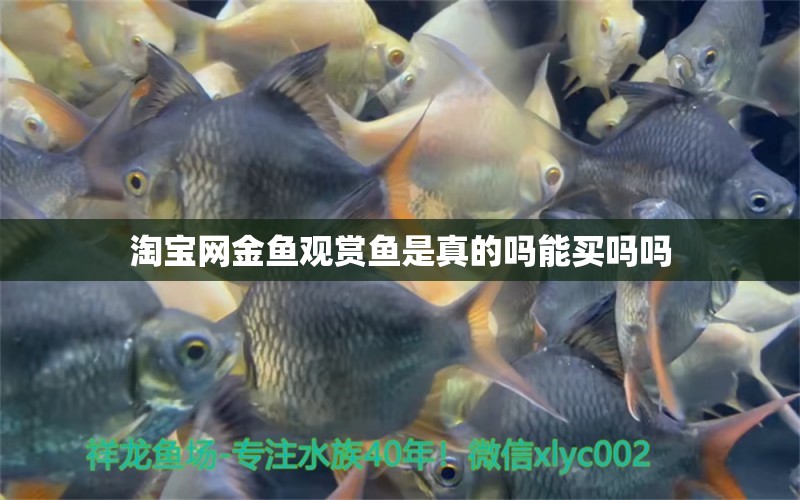 淘宝网金鱼观赏鱼是真的吗能买吗吗 水族问答 第2张