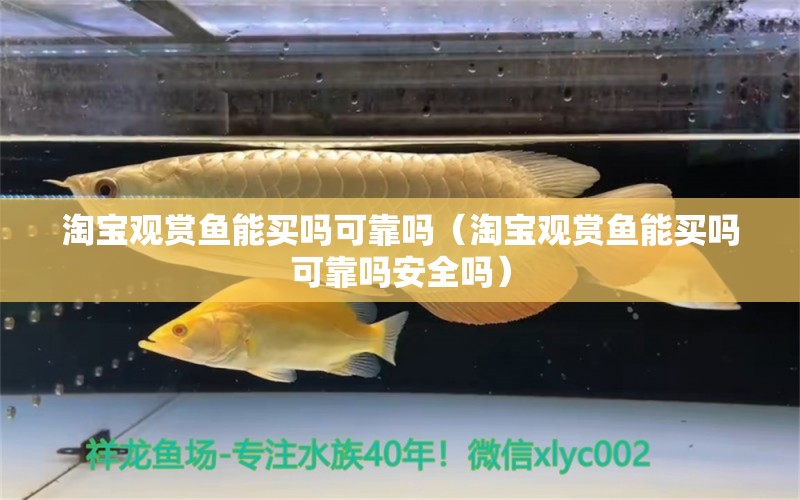 淘宝观赏鱼能买吗可靠吗（淘宝观赏鱼能买吗可靠吗安全吗）