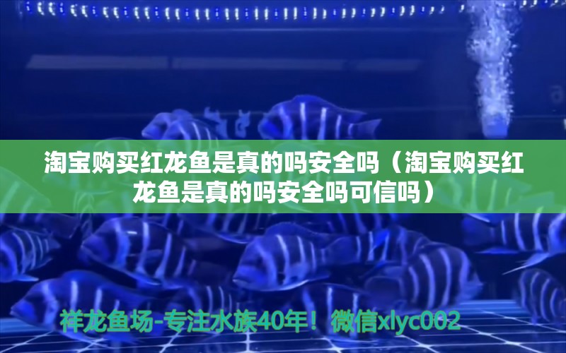 淘宝购买红龙鱼是真的吗安全吗（淘宝购买红龙鱼是真的吗安全吗可信吗）