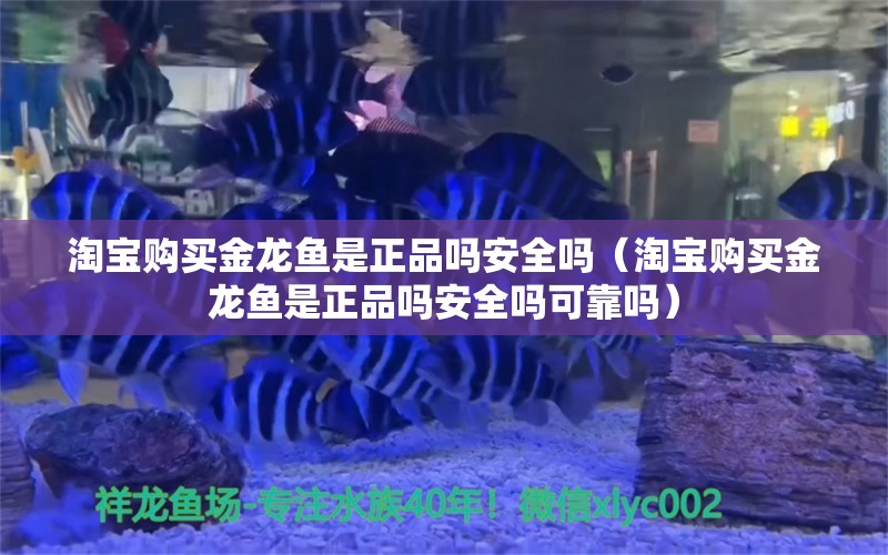 淘宝购买金龙鱼是正品吗安全吗（淘宝购买金龙鱼是正品吗安全吗可靠吗） 网上购买观赏鱼