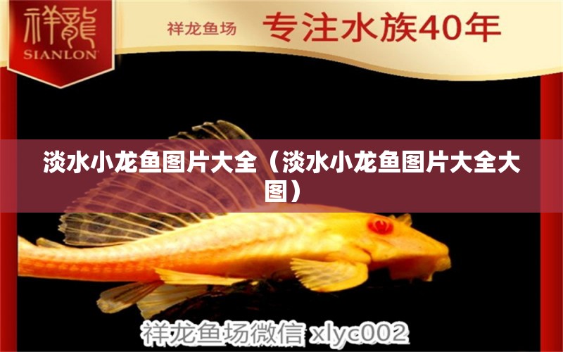 淡水小龙鱼图片大全（淡水小龙鱼图片大全大图） 祥龙水族医院