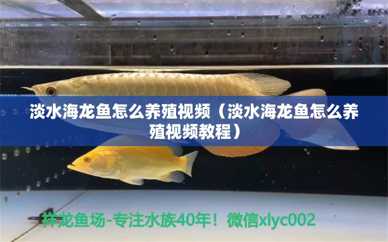 淡水海龙鱼怎么养殖视频（淡水海龙鱼怎么养殖视频教程） 量子养鱼技术