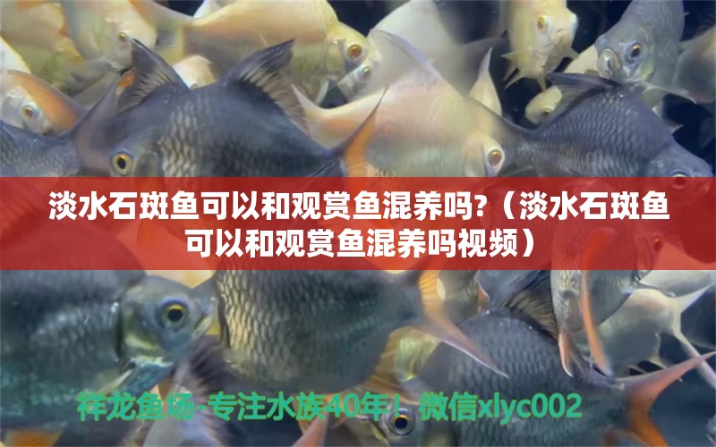 淡水石斑鱼可以和观赏鱼混养吗?（淡水石斑鱼可以和观赏鱼混养吗视频） 广州龙鱼批发市场