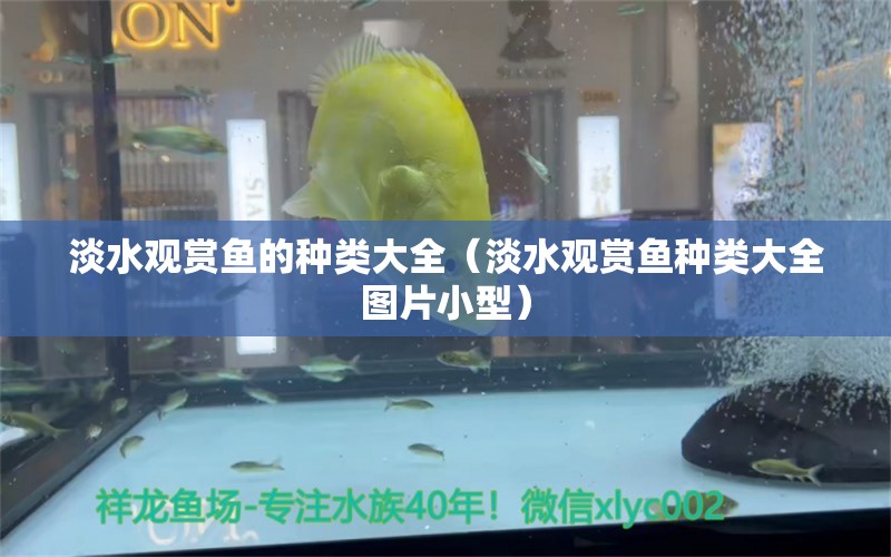 淡水观赏鱼的种类大全（淡水观赏鱼种类大全图片小型） 锦鲤池鱼池建设 第1张