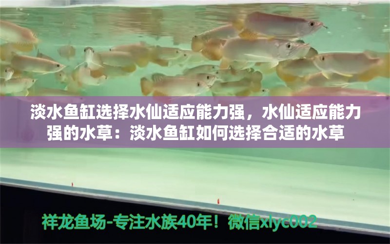 淡水鱼缸选择水仙适应能力强，水仙适应能力强的水草：淡水鱼缸如何选择合适的水草 鱼缸百科 第2张