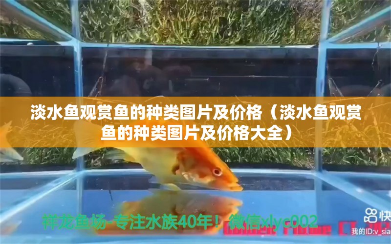 淡水鱼观赏鱼的种类图片及价格（淡水鱼观赏鱼的种类图片及价格大全） 观赏鱼市场（混养鱼）