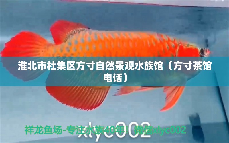 淮北市杜集区方寸自然景观水族馆（方寸茶馆电话）