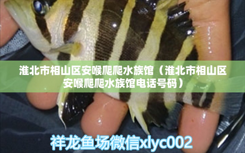 淮北市相山区安喉爬爬水族馆（淮北市相山区安喉爬爬水族馆电话号码）