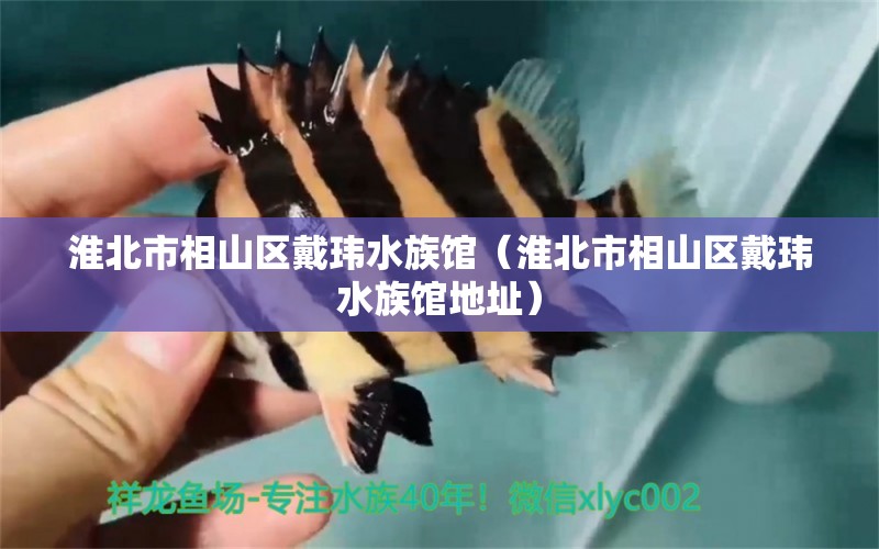 淮北市相山区戴玮水族馆（淮北市相山区戴玮水族馆地址） 全国水族馆企业名录