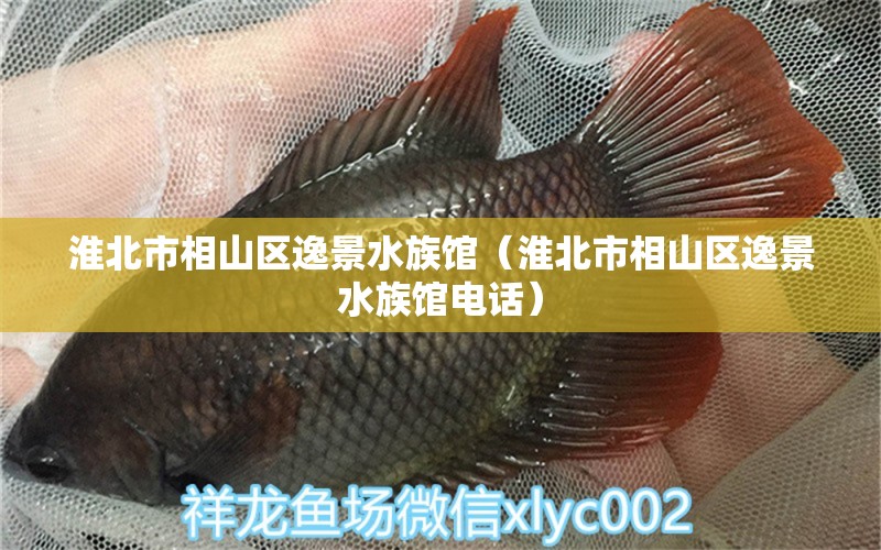 淮北市相山区逸景水族馆（淮北市相山区逸景水族馆电话） 全国水族馆企业名录