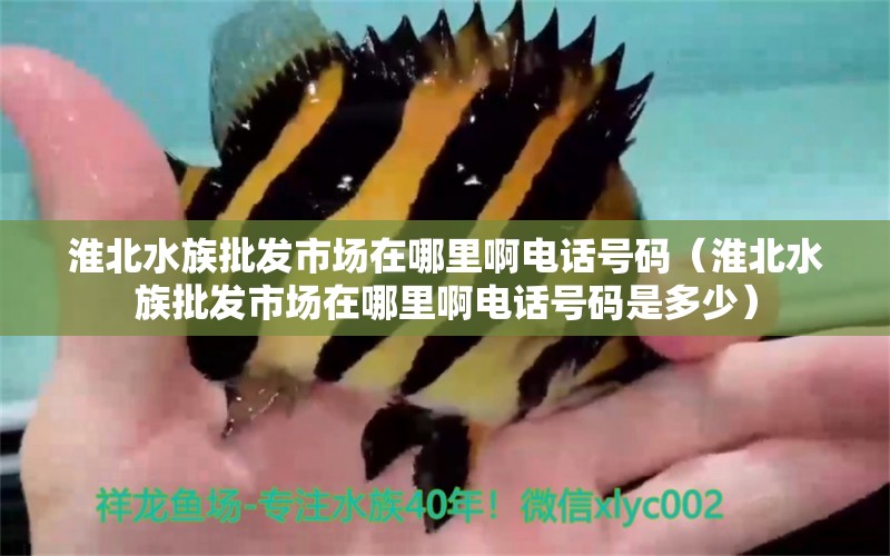 淮北水族批发市场在哪里啊电话号码（淮北水族批发市场在哪里啊电话号码是多少）