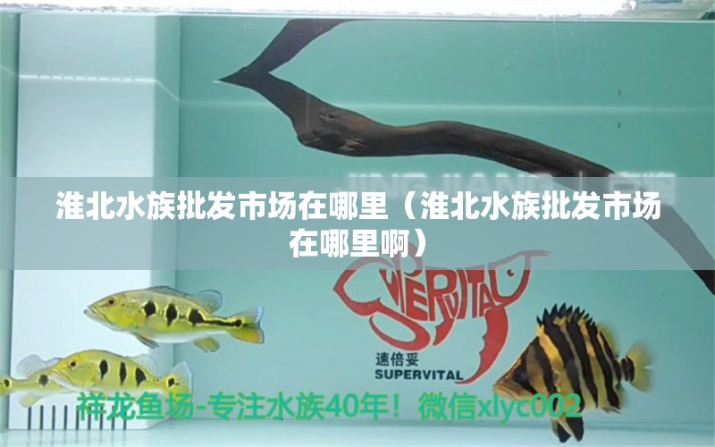 淮北水族批发市场在哪里（淮北水族批发市场在哪里啊）