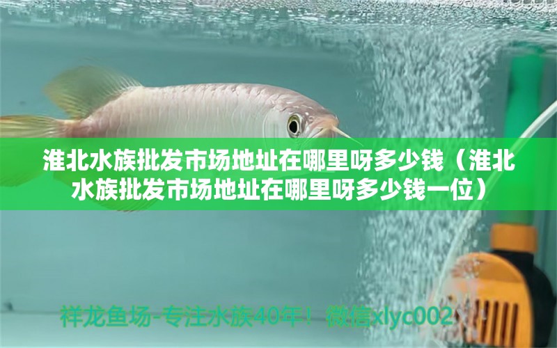 淮北水族批发市场地址在哪里呀多少钱（淮北水族批发市场地址在哪里呀多少钱一位）