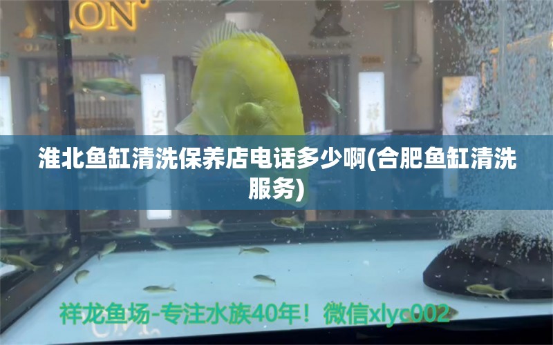 淮北鱼缸清洗保养店电话多少啊(合肥鱼缸清洗服务) 喂食器