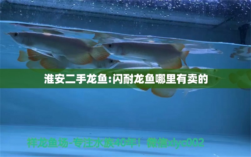 淮安二手龙鱼:闪耐龙鱼哪里有卖的