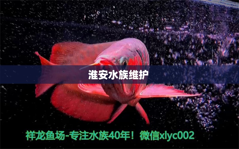 淮安水族维护 