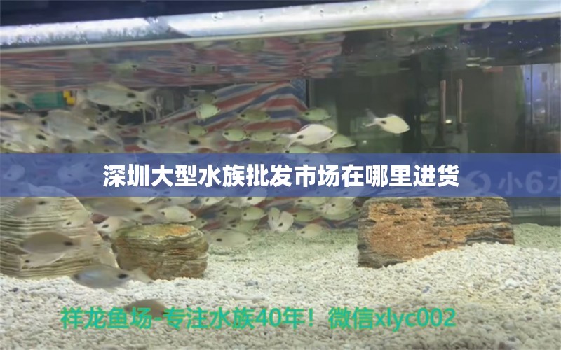 深圳大型水族批发市场在哪里进货 水族问答 第1张