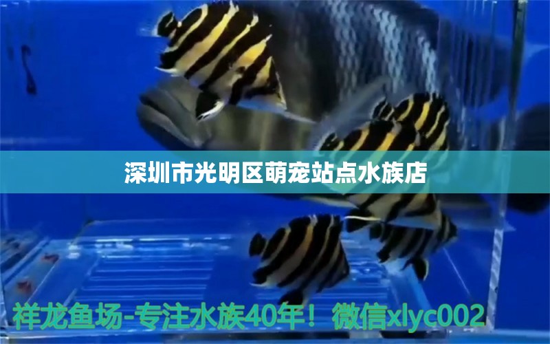 深圳市光明区萌宠站点水族店