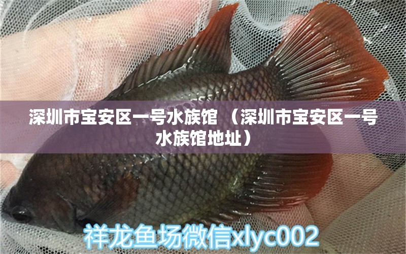 深圳市宝安区一号水族馆 （深圳市宝安区一号水族馆地址）