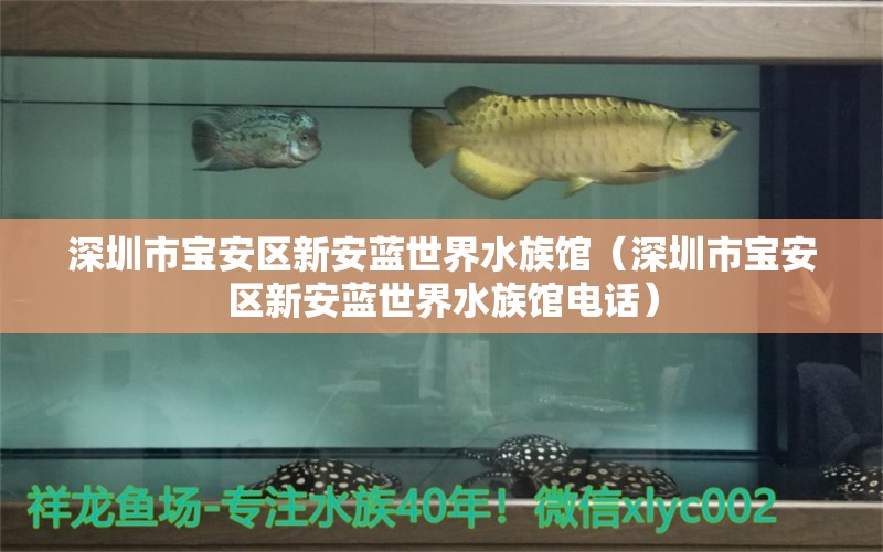 深圳市宝安区新安蓝世界水族馆（深圳市宝安区新安蓝世界水族馆电话）